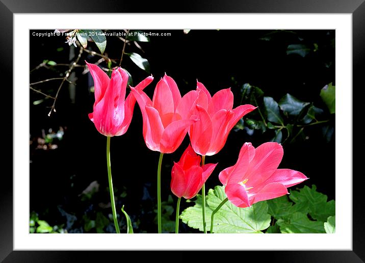 Colourful Tulips, showing the arrival of Spring Framed Mounted Print by Frank Irwin