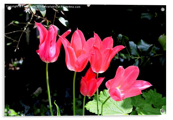 Colourful Tulips, showing the arrival of Spring Acrylic by Frank Irwin