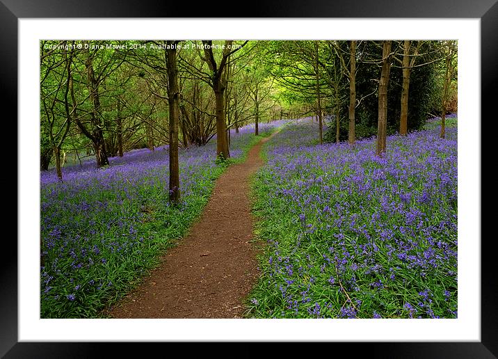 Bluebells Framed Mounted Print by Diana Mower