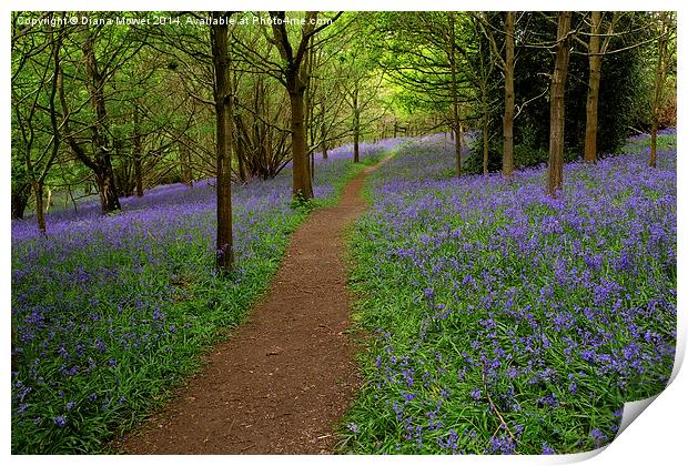 Bluebells Print by Diana Mower