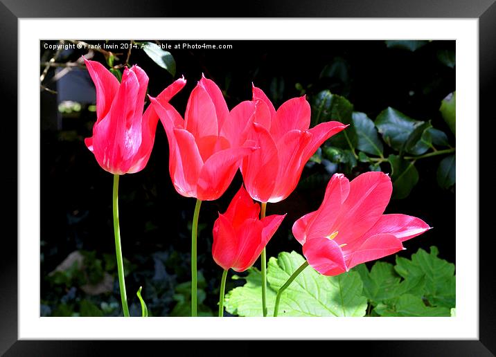 Colourful Tulips, showing the arrival of Spring Framed Mounted Print by Frank Irwin