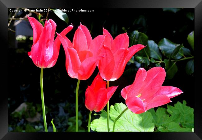 Colourful Tulips, showing the arrival of Spring Framed Print by Frank Irwin