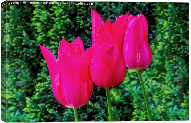 Colourful Tulips, showing the arrival of Spring Canvas Print by Frank Irwin