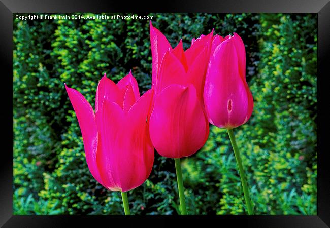 Colourful Tulips, showing the arrival of Spring Framed Print by Frank Irwin