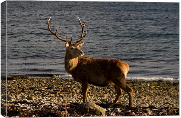 Stag on the Beach Canvas Print by Jacqi Elmslie