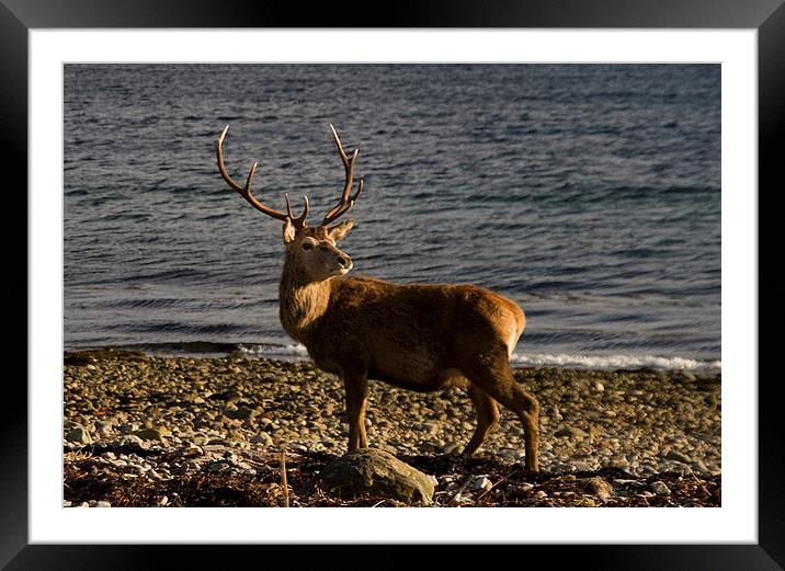 Stag on the Beach Framed Mounted Print by Jacqi Elmslie