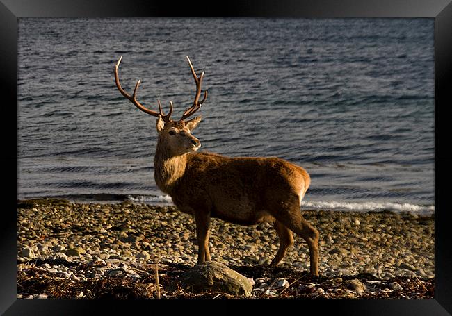 Stag on the Beach Framed Print by Jacqi Elmslie