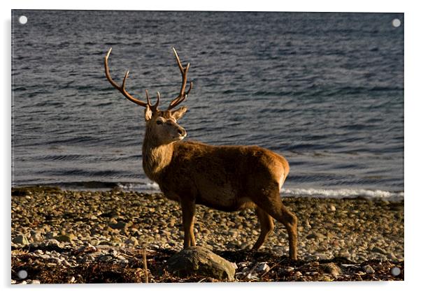 Stag on the Beach Acrylic by Jacqi Elmslie