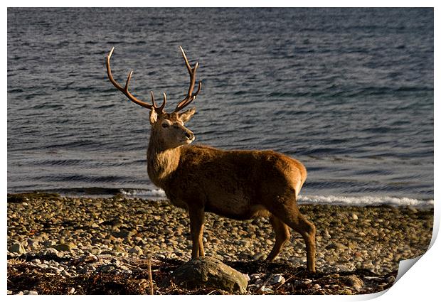 Stag on the Beach Print by Jacqi Elmslie
