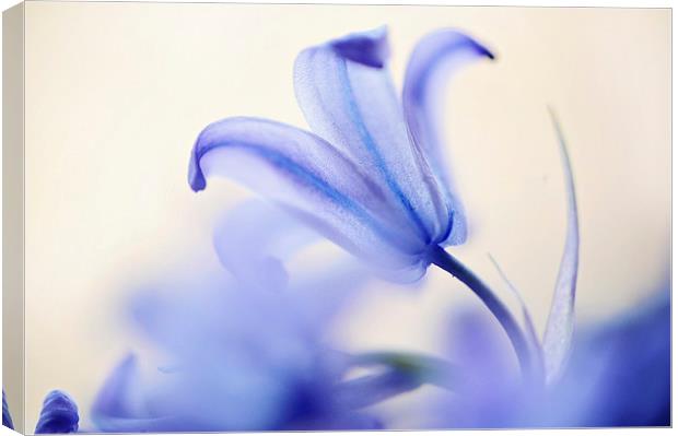 Blue Light. The Wild Hyacinth Canvas Print by Jenny Rainbow