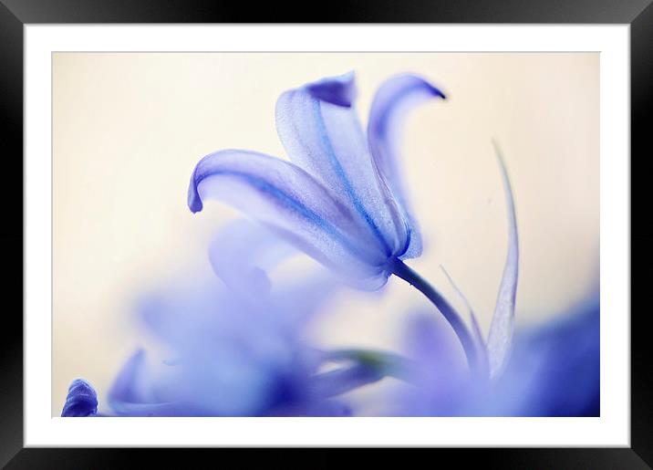 Blue Light. The Wild Hyacinth Framed Mounted Print by Jenny Rainbow