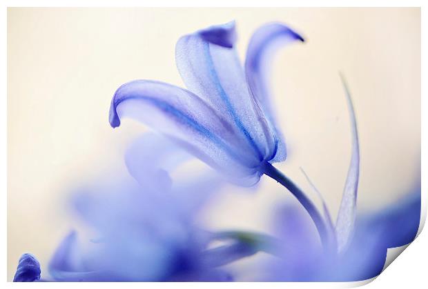 Blue Light. The Wild Hyacinth Print by Jenny Rainbow