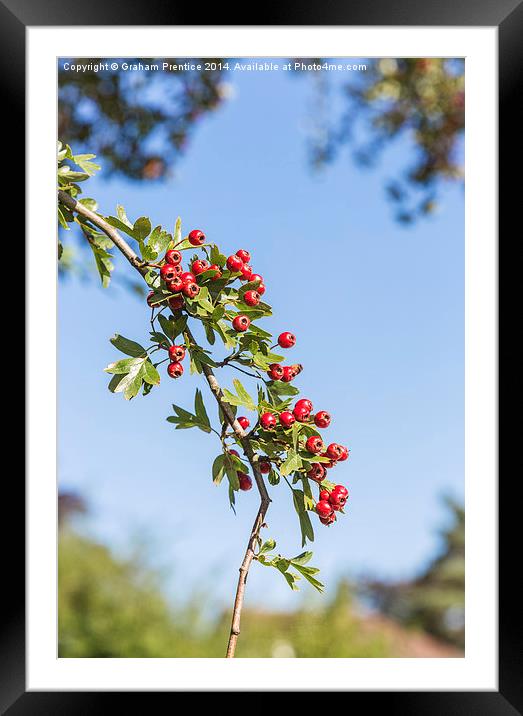 Hawthorn Berries Framed Mounted Print by Graham Prentice