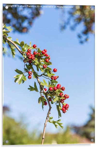 Hawthorn Berries Acrylic by Graham Prentice