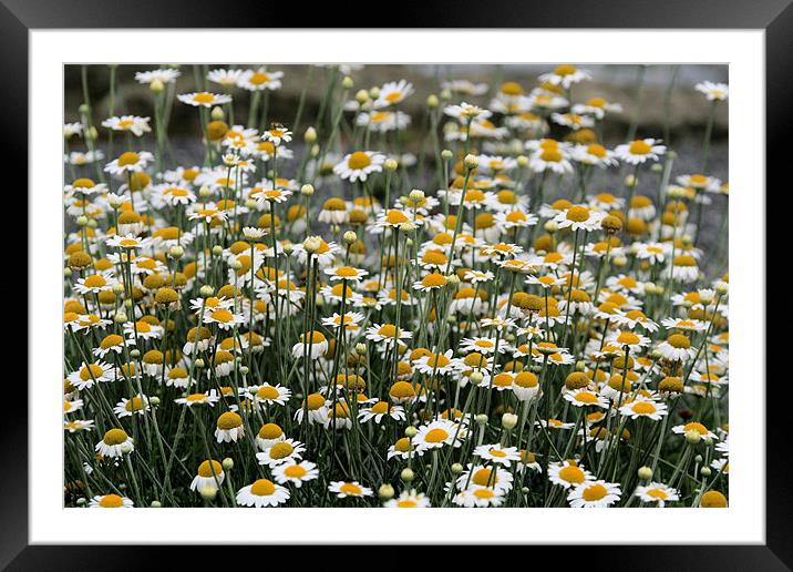 Daisies Framed Mounted Print by Ruth Hallam