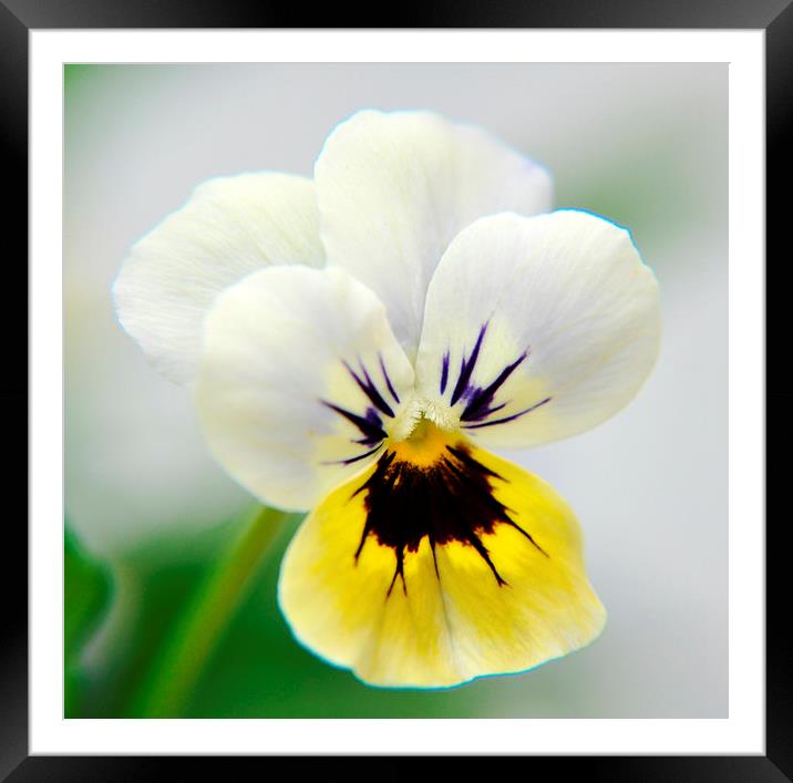 the beautiful viola Framed Mounted Print by sue davies