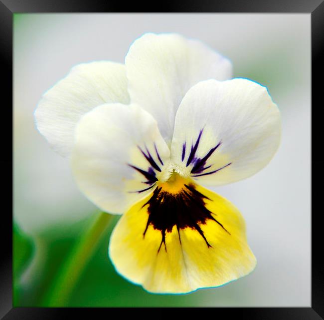 the beautiful viola Framed Print by sue davies