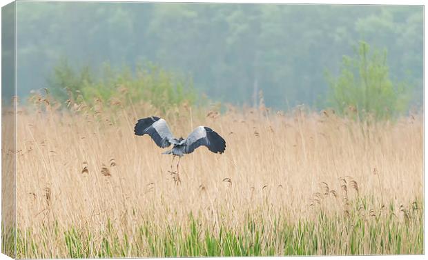 Heron in the reeds Canvas Print by Roger Byng
