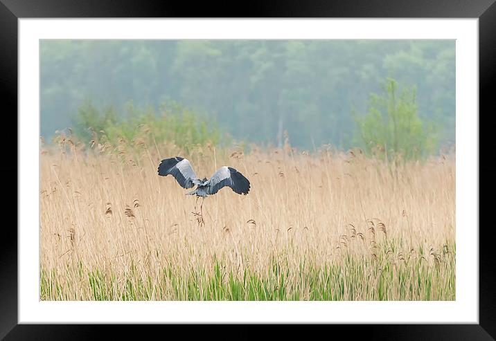 Heron in the reeds Framed Mounted Print by Roger Byng