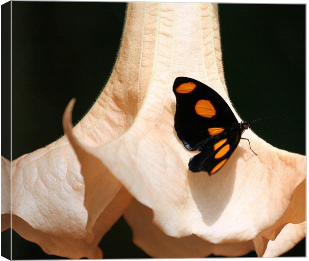 Orange spot butterfly Canvas Print by Ruth Hallam
