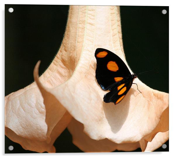 Orange spot butterfly Acrylic by Ruth Hallam