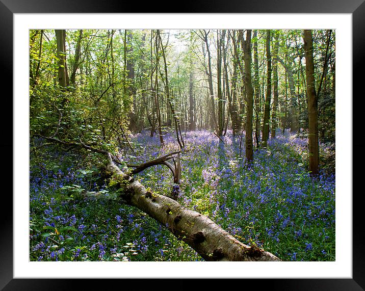bluebell Carpet Framed Mounted Print by Dawn Cox