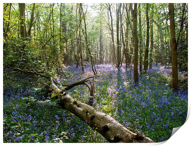 bluebell Carpet Print by Dawn Cox