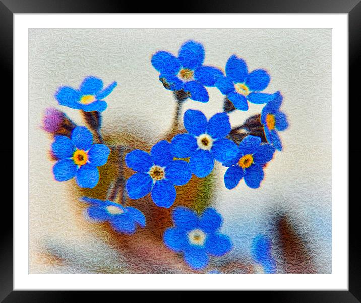 flora blue Framed Mounted Print by sue davies
