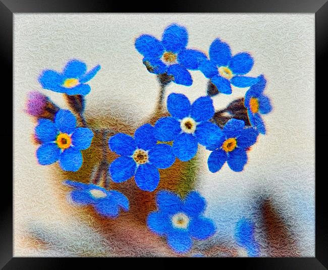 flora blue Framed Print by sue davies