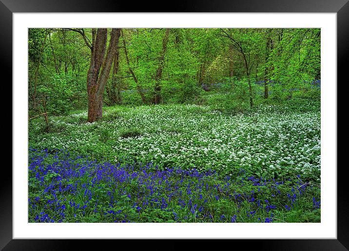 Woolley Wood Bluebells & Wild Garlic Framed Mounted Print by Darren Galpin