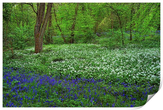 Woolley Wood Bluebells & Wild Garlic Print by Darren Galpin