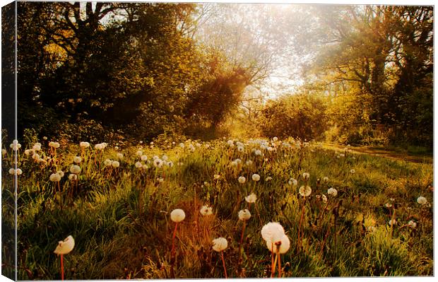 Fairyland Canvas Print by Dawn Cox