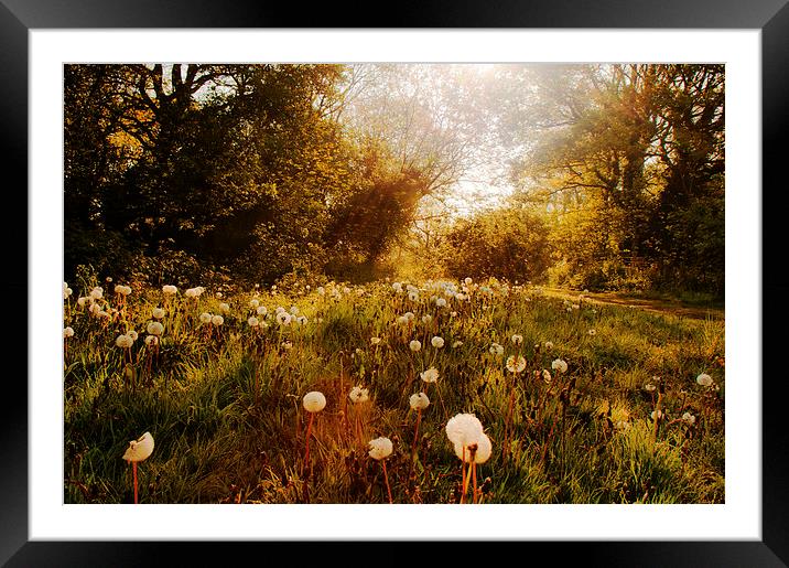 Fairyland Framed Mounted Print by Dawn Cox