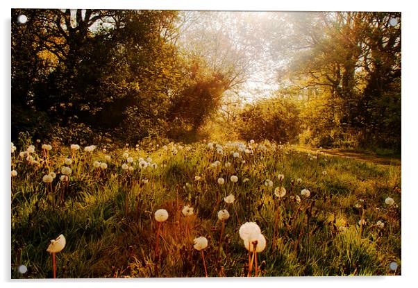 Fairyland Acrylic by Dawn Cox