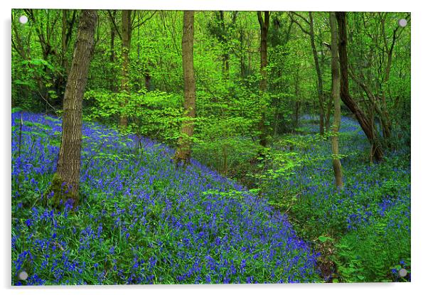 Woolley Wood Bluebells 2 Acrylic by Darren Galpin