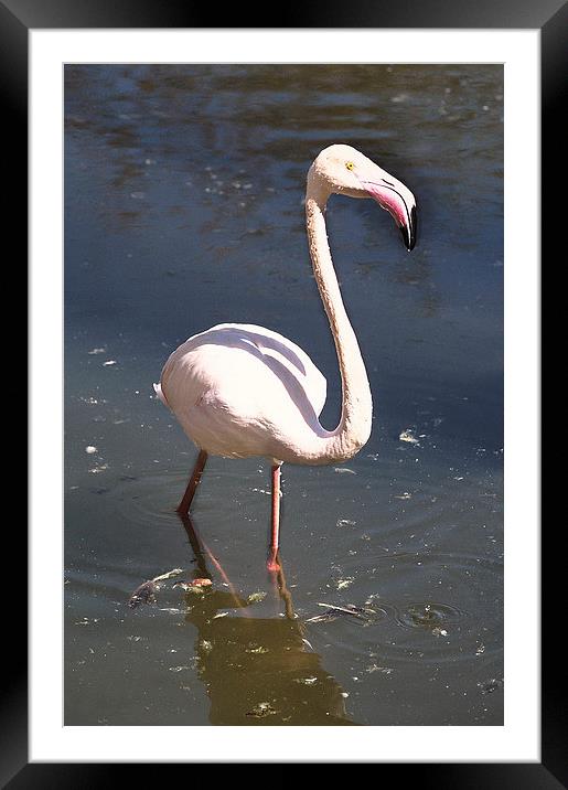 Greater Flamingo Framed Mounted Print by Jacqueline Burrell