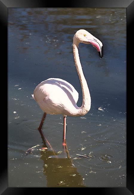 Greater Flamingo Framed Print by Jacqueline Burrell