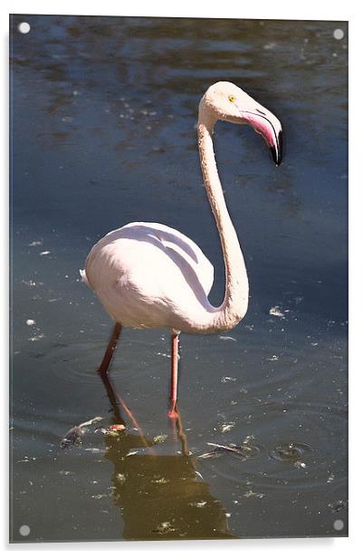 Greater Flamingo Acrylic by Jacqueline Burrell