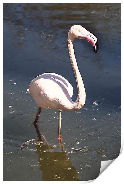 Greater Flamingo Print by Jacqueline Burrell