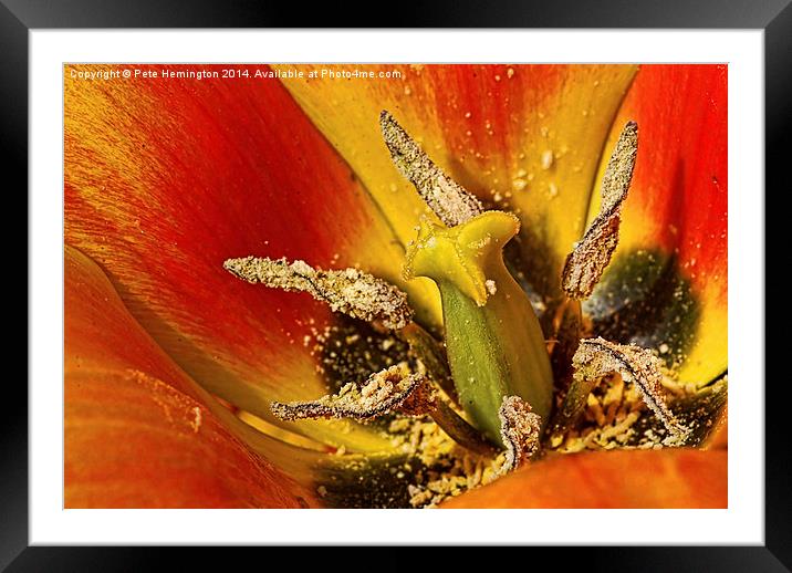 Tulip macro with orton effect Framed Mounted Print by Pete Hemington
