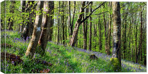 Magical Bluebell Woods Canvas Print by Helen Hotson