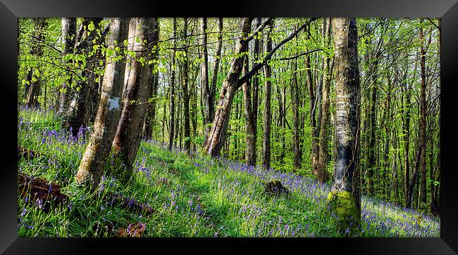 Magical Bluebell Woods Framed Print by Helen Hotson