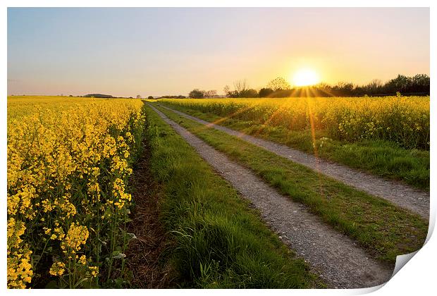 Golden Path Print by Matt Cottam