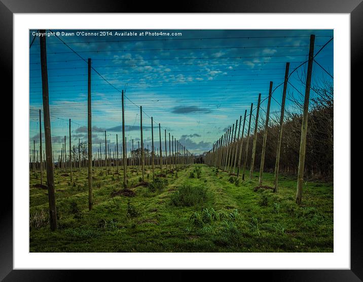 Kent Hop Field Framed Mounted Print by Dawn O'Connor