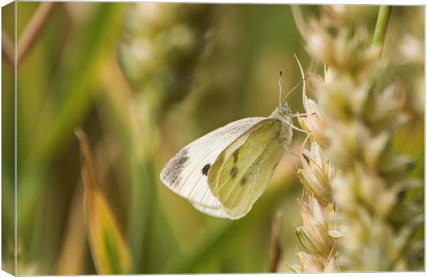 Small White Butterfly, taking a break Canvas Print by Wendy Cooper
