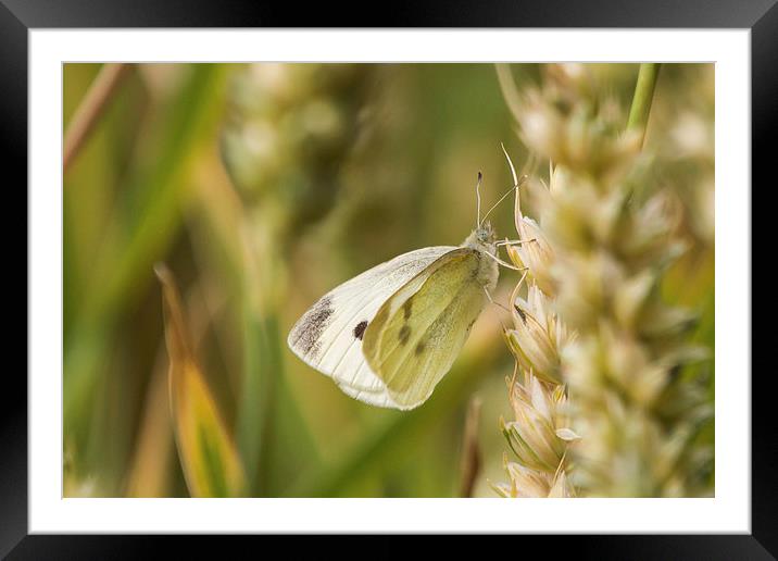 Small White Butterfly, taking a break Framed Mounted Print by Wendy Cooper