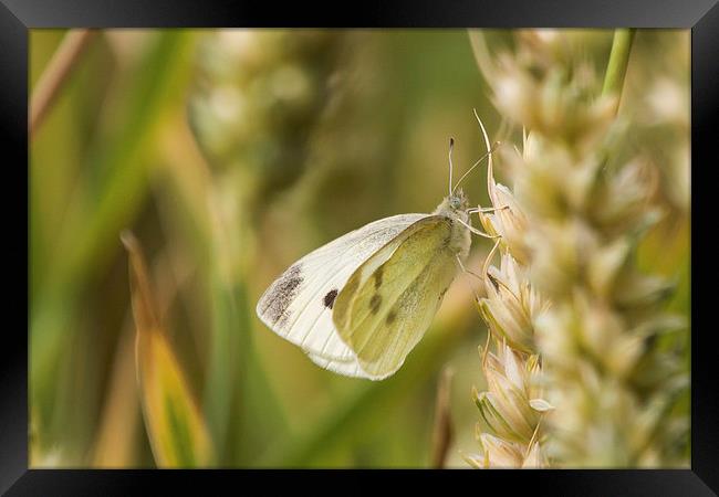 Small White Butterfly, taking a break Framed Print by Wendy Cooper