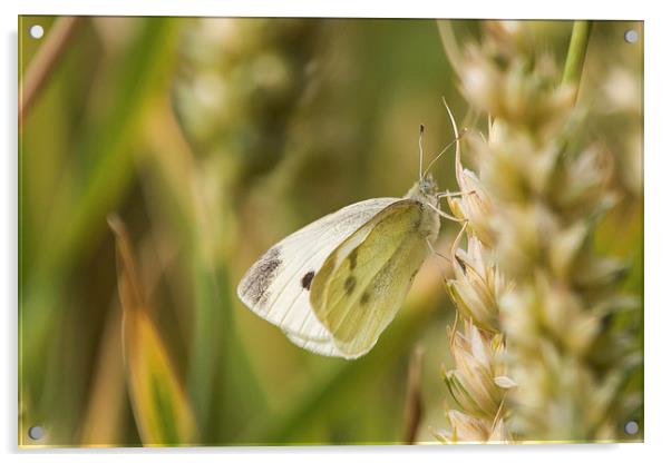 Small White Butterfly, taking a break Acrylic by Wendy Cooper