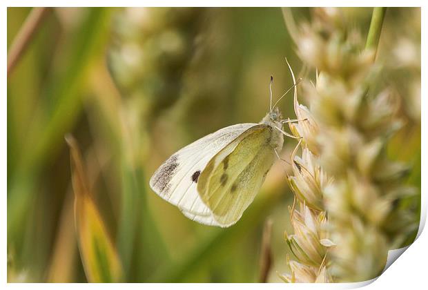 Small White Butterfly, taking a break Print by Wendy Cooper