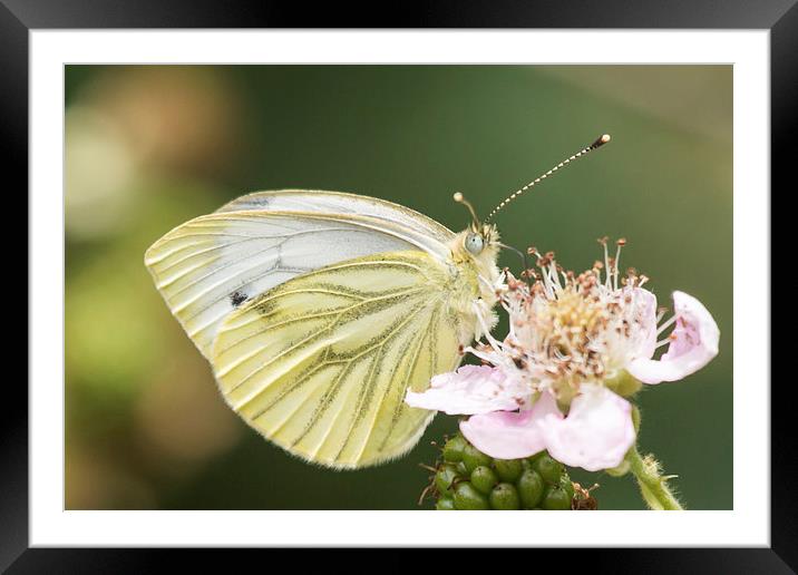 Green veined white butterfly on bramble Framed Mounted Print by Wendy Cooper